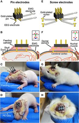 Frontiers A Novel Continuously Recording Approach For Unraveling